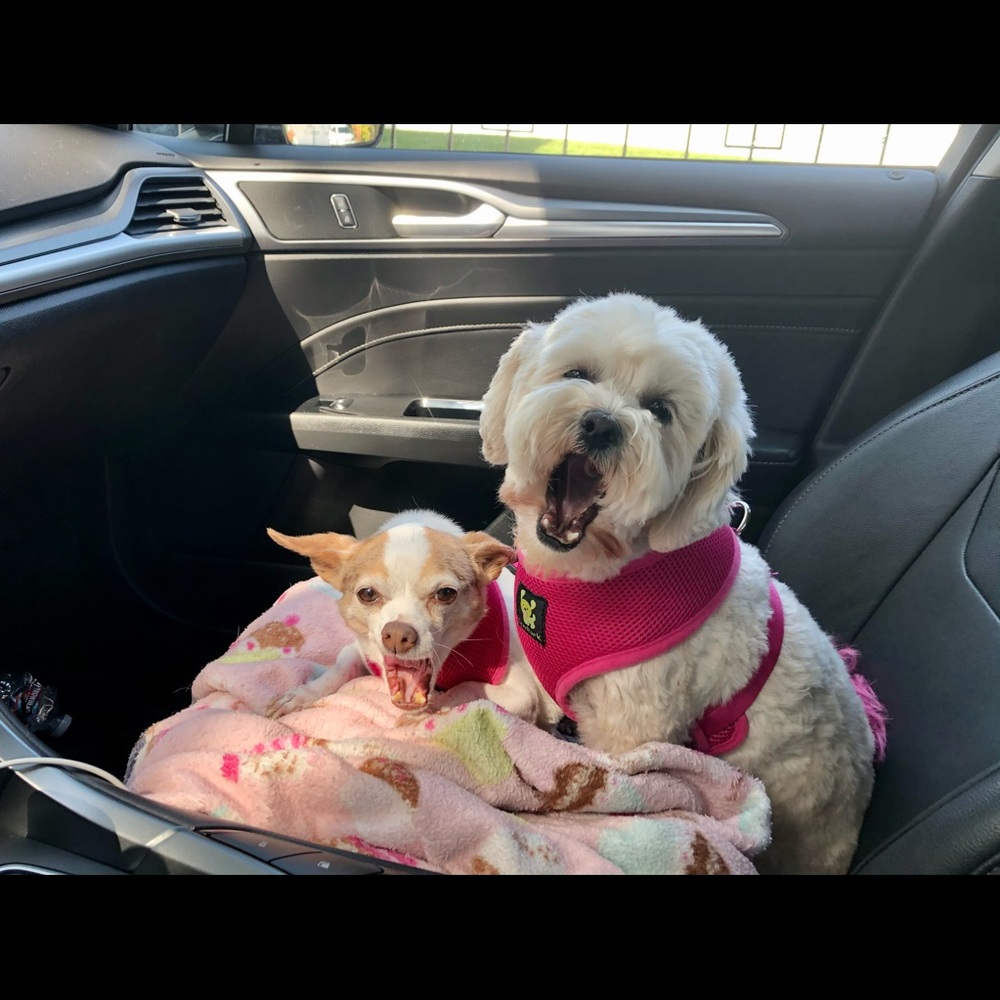 Meet your Posher, Valentine